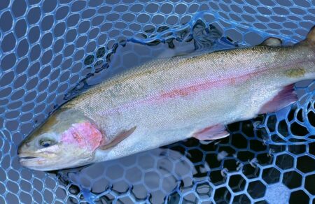 魚が強い！ ～岡崎トラウトポンド～